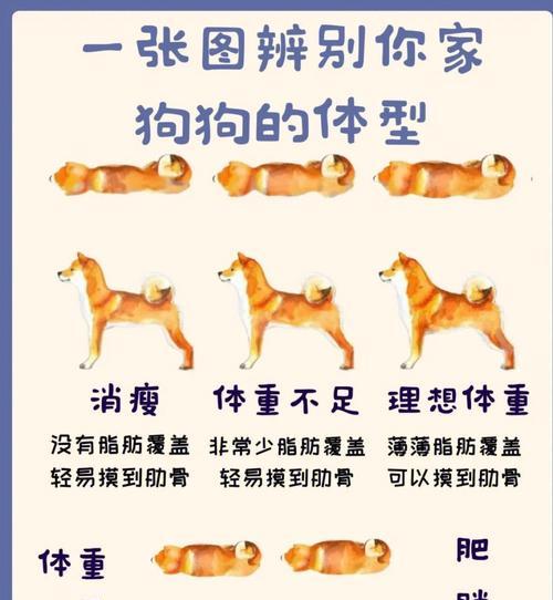 狗狗关节复位后多久能洗澡？（了解合适的洗澡时间，为你的狗狗提供最佳的关节复位护理）(图2)