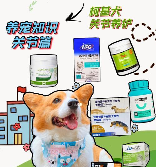 狗狗关节复位后多久能洗澡？（了解合适的洗澡时间，为你的狗狗提供最佳的关节复位护理）(图4)