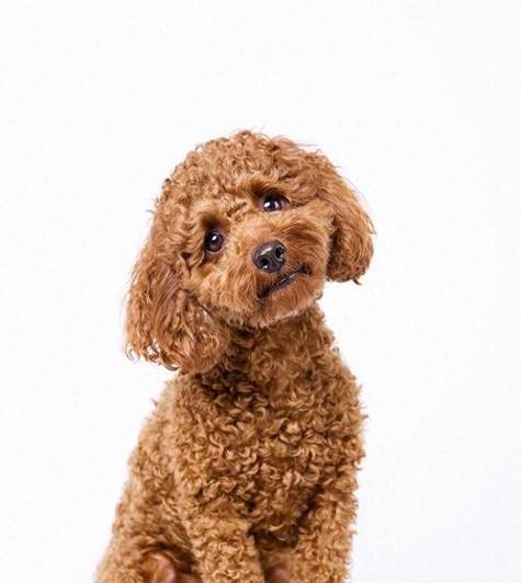 不同狗种的寿命差异及影响因素（揭秘狗的寿命之谜，你知道吗？）(图2)