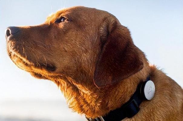 不同狗种的寿命差异及影响因素（揭秘狗的寿命之谜，你知道吗？）(图1)