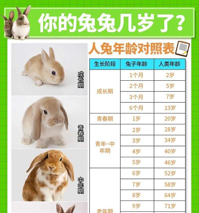 兔年养兔必看（了解兔兔行为，做个贴心养主！）(图4)