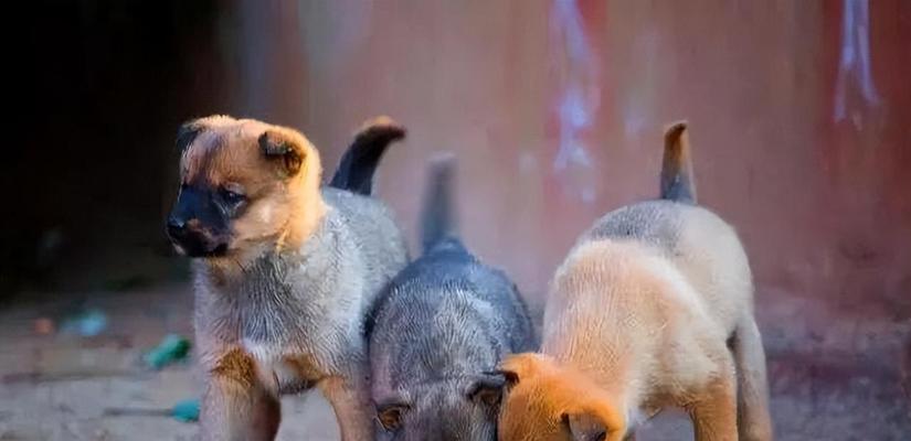 不同狗种的寿命差异及影响因素（揭秘狗的寿命之谜，你知道吗？）(图4)