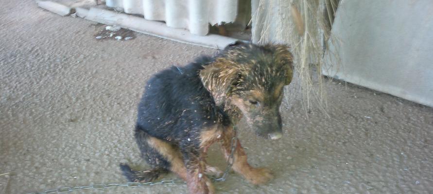 狗狗到陌生环境多久不吃饭?(探讨狗狗适应陌生环境后的饮食问题)(图2) 狗狗到陌生环境多久不吃饭?(探讨狗狗适应陌生环境后的饮食问题)(图2)