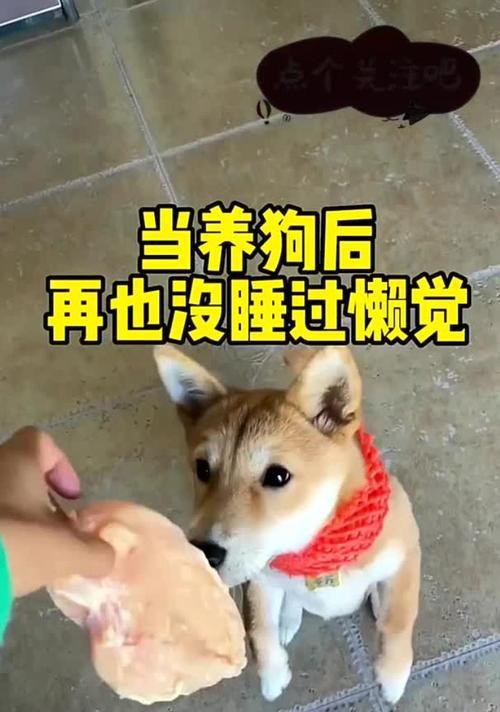 狗狗需要多长时间才能入睡？（睡眠习惯、环境因素和训练方式的影响）(图2)