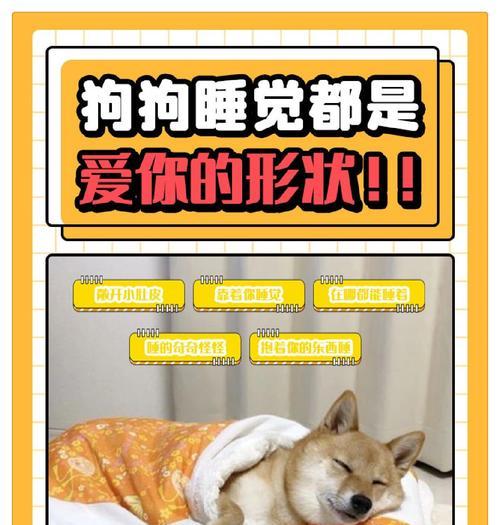 狗狗需要多长时间才能入睡？（睡眠习惯、环境因素和训练方式的影响）(图4)