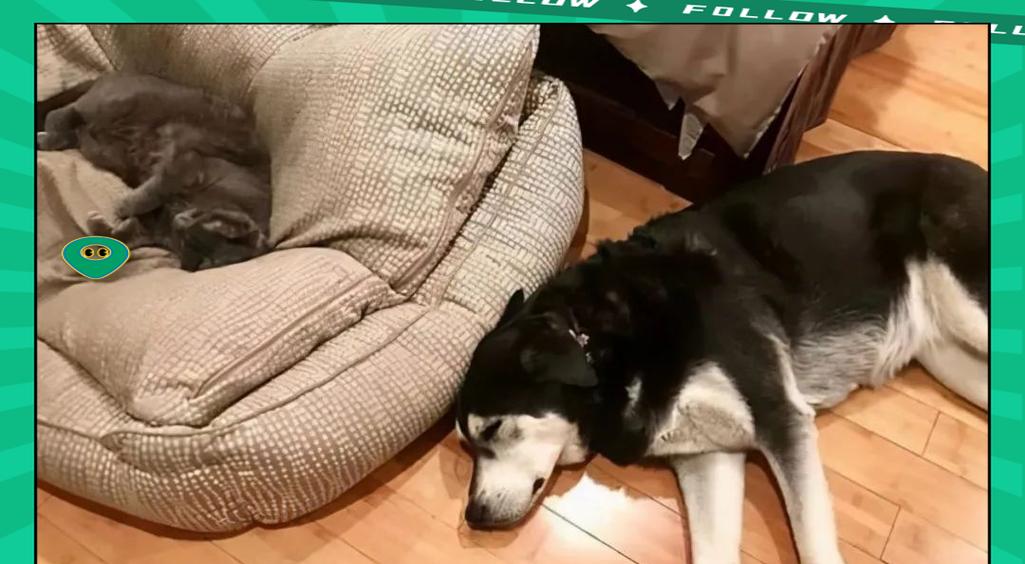 狗狗需要多长时间才能入睡？（睡眠习惯、环境因素和训练方式的影 - 新生家伴