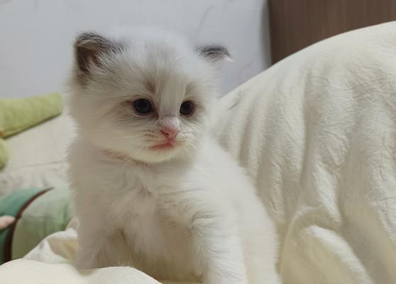 猫咪的繁殖周期及崽的诞生过程（探究猫咪每次产仔时间间隔和崽子的成长情况）(图2)