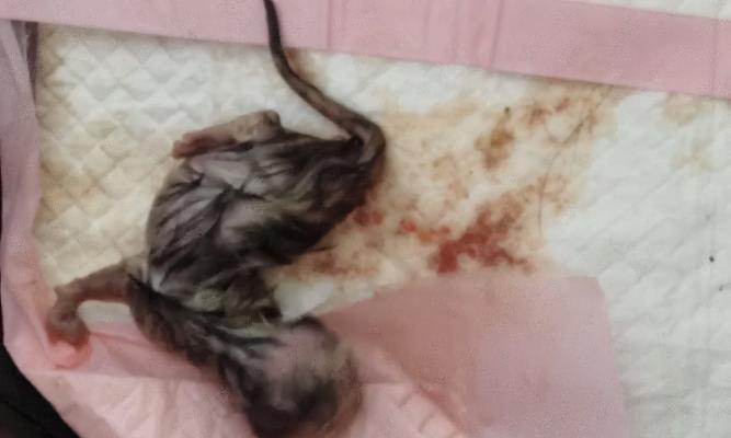 猫咪的繁殖周期及崽的诞生过程（探究猫咪每次产仔时间间隔和崽子的成长情况）(图3)