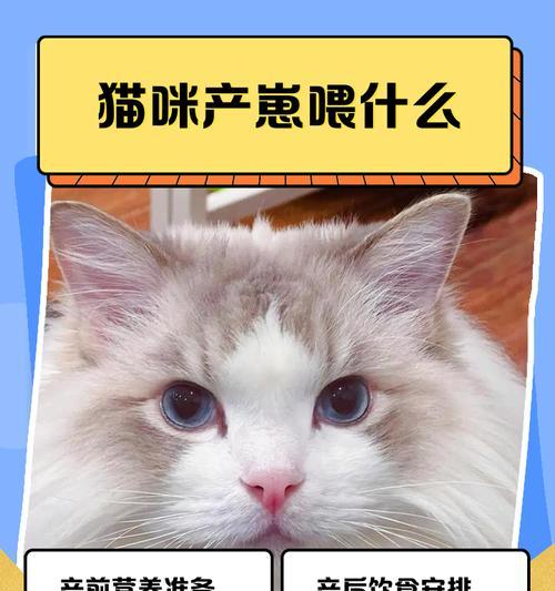 猫咪的繁殖周期及崽的诞生过程（探究猫咪每次产仔时间间隔和崽子 - 新生家伴