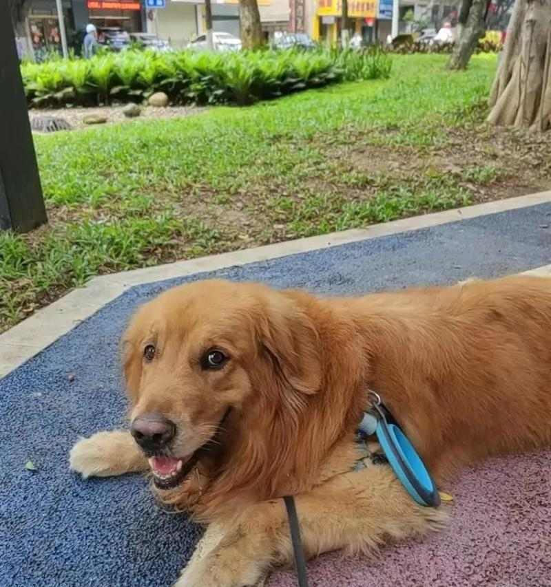 金毛狗舒适吹空调的时间和方法（了解金毛狗对空调的适应能力以及正确使用方法）(图2)