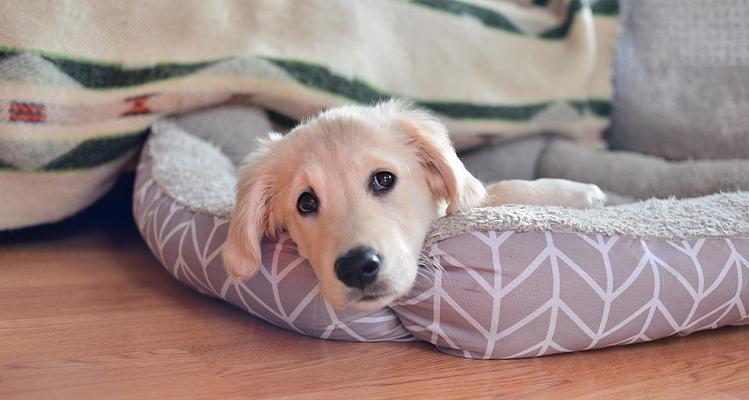 金毛狗舒适吹空调的时间和方法（了解金毛狗