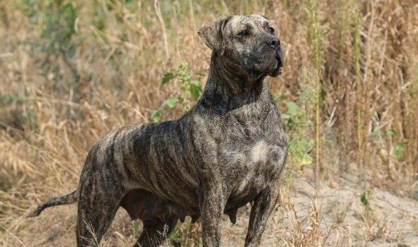 寿命最短的五种狗狗（探索狗狗们的短暂而珍贵的生命之旅）(图1)