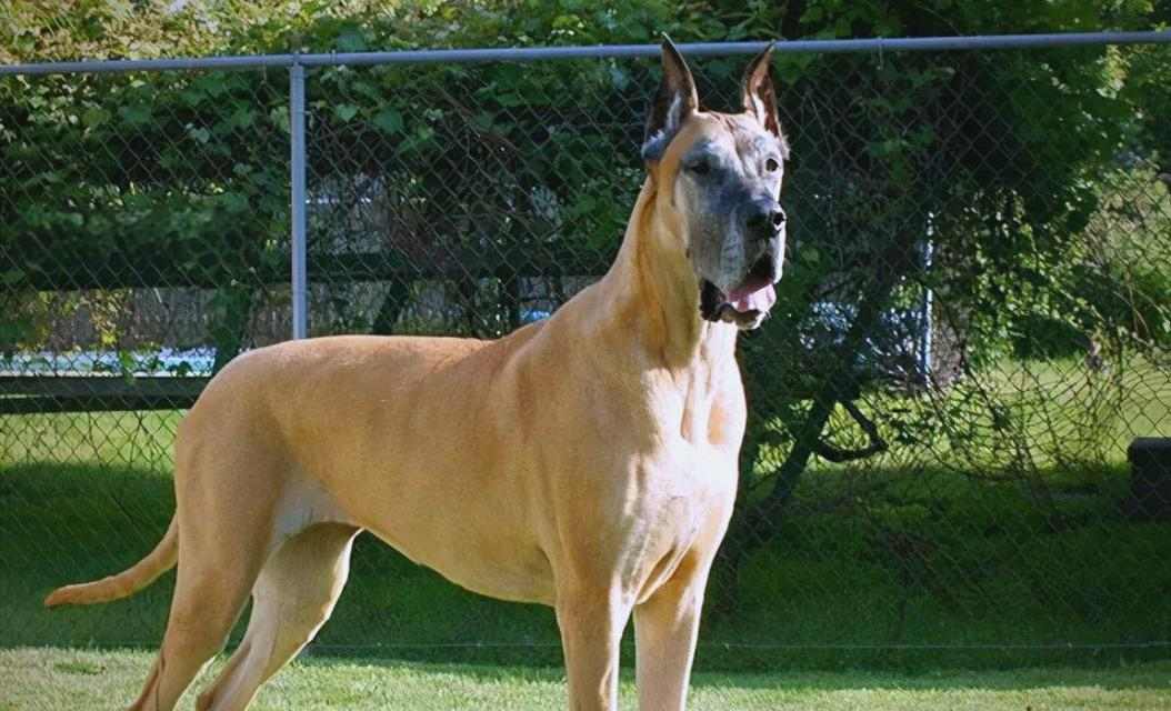 寿命最短的五种狗狗（探索狗狗们的短暂而珍贵的生命之旅）(图3)