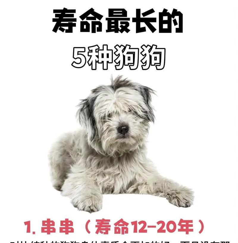 寿命最短的五种狗狗（探索狗狗们的短暂而珍贵的生命之旅）(图5)