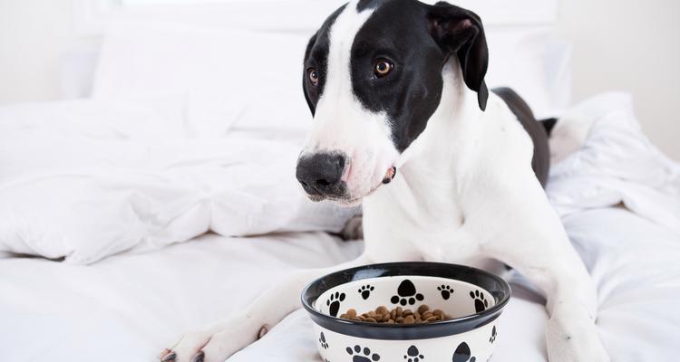 狗狗到陌生环境多久不吃饭?(探讨狗狗适应陌生环境后的饮食问题)(图4) 狗狗到陌生环境多久不吃饭?(探讨狗狗适应陌生环境后的饮食问题)(图4)