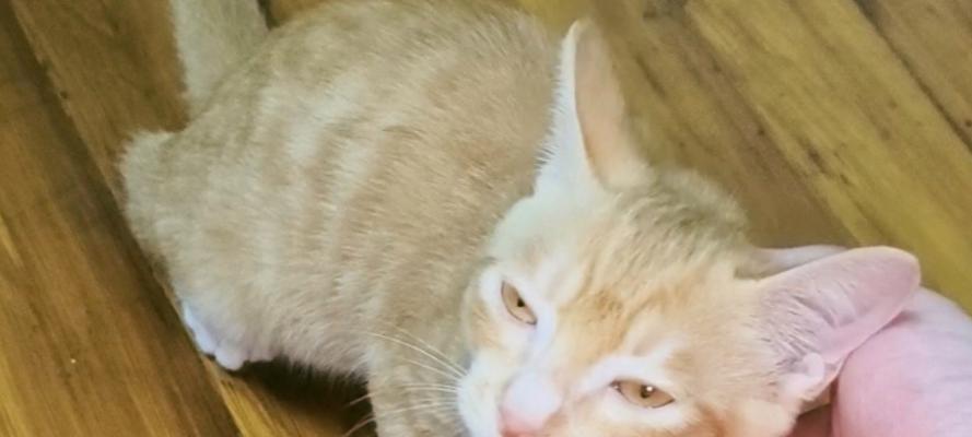 猫咪为何不认识自己的原因（探索猫咪对自身的无知）(图3)