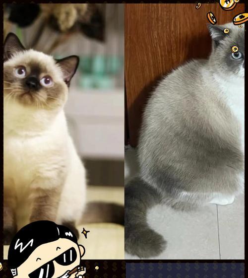 猫咪为何不认识自己的原因（探索猫咪对自身