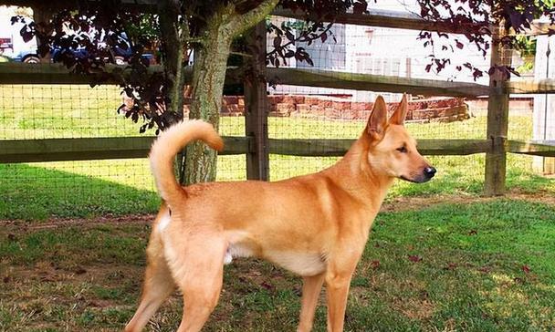 选择合适的狗进行狩猎（猎犬品种、特性与培训）(图3)