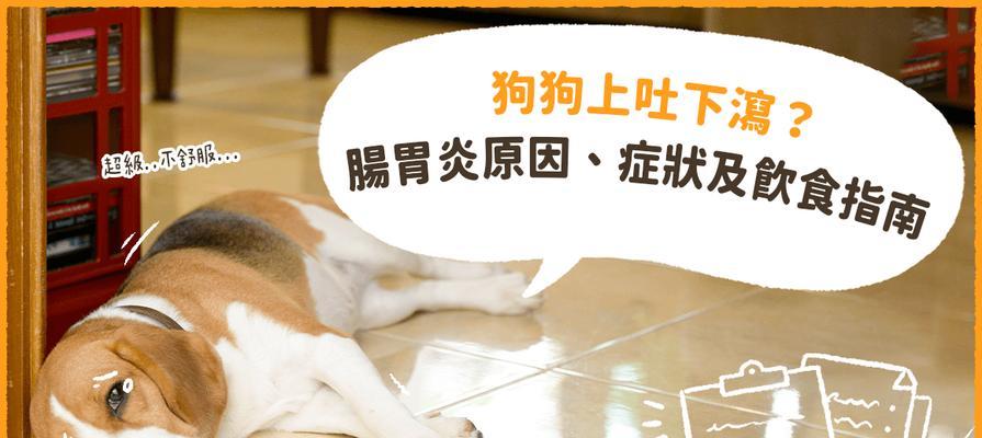 幼犬肠炎后的饮食恢复指南（肠炎康复，从饮食开始）(图3)