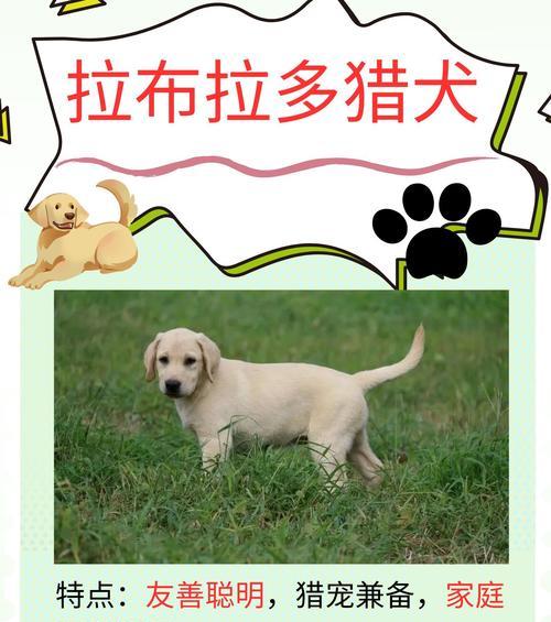 选择合适的狗进行狩猎（猎犬品种、特性与培训）(图1)