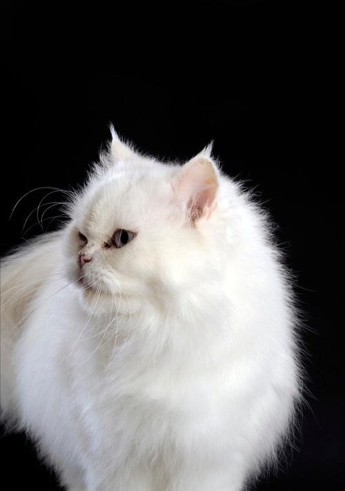 波斯猫毛的生长周期和如何使其快速长齐（探索波斯猫毛的成长过程和护理方法，让它长出华丽而健康的毛发）(图1)