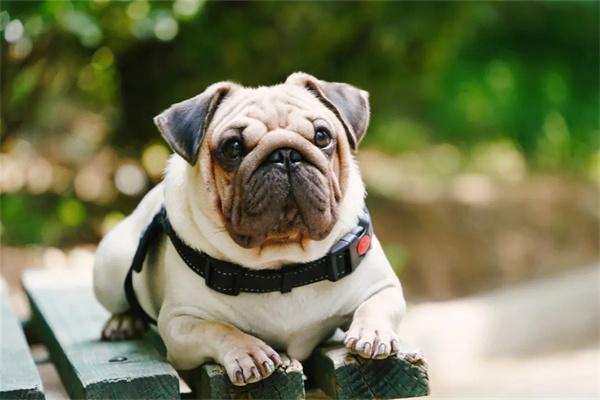 如何训练狗狗遵守公共场所的规则？ - 新生家伴