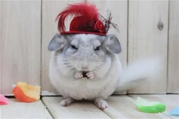 龙猫流口水是怎么回事？ - 新生家伴