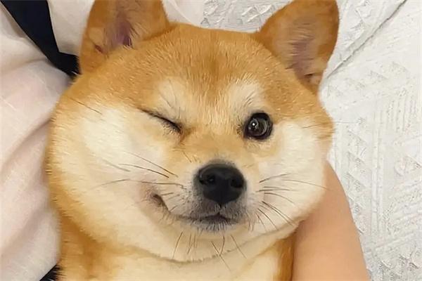 狗狗皮屑增多是什么原因？ - 新生家伴