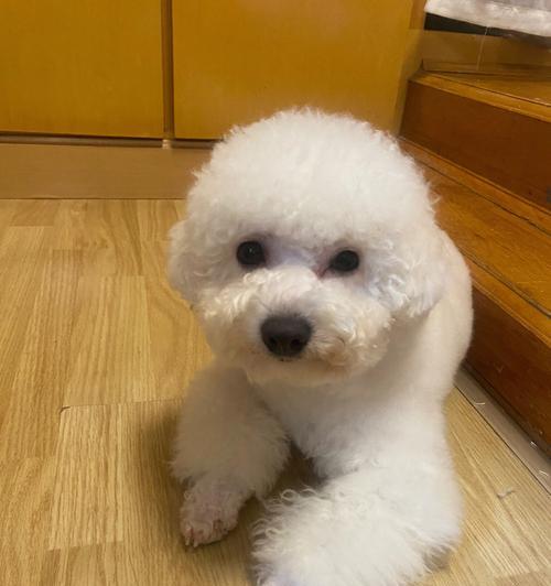 搞笑又合适的比熊狗名,让你笑个够!(避开尴尬,与狗名禁忌保持距离)(图4) 搞笑又合适的比熊狗名,让你笑个够!(避开尴尬,与狗名禁忌保持距离)(图4)