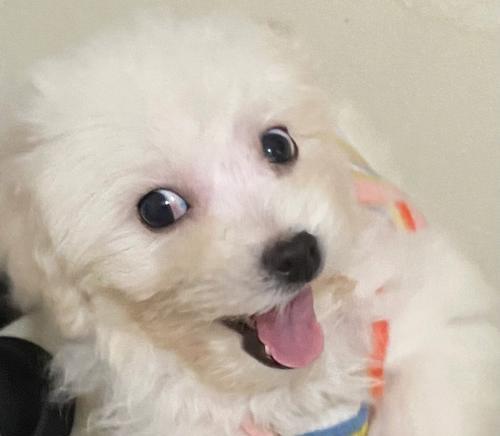 搞笑又合适的比熊狗名,让你笑个够!(避开尴尬,与狗名禁忌保持距离)(图1) 搞笑又合适的比熊狗名,让你笑个够!(避开尴尬,与狗名禁忌保持距离)(图1)