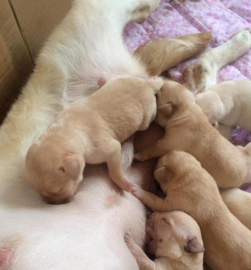 狗狗断奶后多久挤不出奶?(断奶后乳房产奶停止的时间和相关原因)(图1) 狗狗断奶后多久挤不出奶?(断奶后乳房产奶停止的时间和相关原因)(图1)