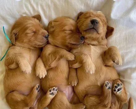 金毛犬生育周期及生产能力调查(探究金毛犬的生殖能力及生育间隔时间)(图1) 金毛犬生育周期及生产能力调查(探究金毛犬的生殖能力及生育间隔时间)(图1)