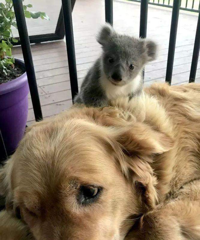 金毛犬生育周期及生产能力调查(探究金毛犬的生殖能力及生育间隔时间)(图2) 金毛犬生育周期及生产能力调查(探究金毛犬的生殖能力及生育间隔时间)(图2)