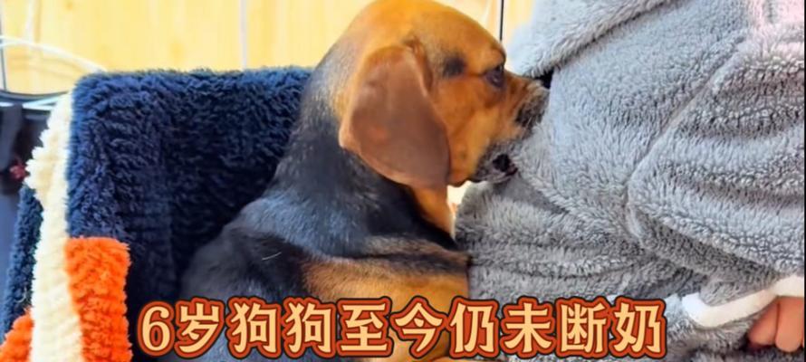 狗狗断奶后多久挤不出奶?(断奶后乳房产奶停止的时间和相关原因)(图2) 狗狗断奶后多久挤不出奶?(断奶后乳房产奶停止的时间和相关原因)(图2)