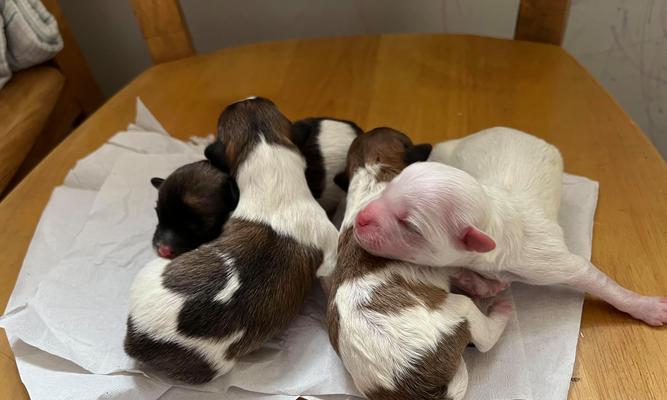 狗狗断奶后多久挤不出奶?(断奶后乳房产奶停止的时间和相关原因)(图4) 狗狗断奶后多久挤不出奶?(断奶后乳房产奶停止的时间和相关原因)(图4)