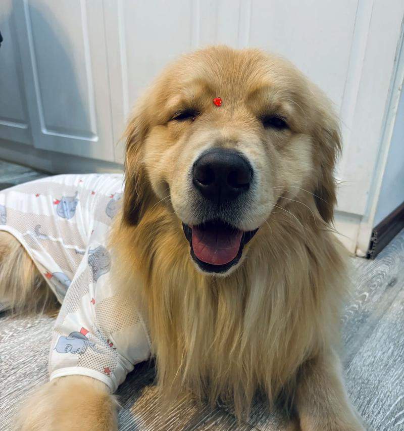 金毛犬生育周期及生产能力调查(探究金毛犬的生殖能力及生育间隔时间)(图4) 金毛犬生育周期及生产能力调查(探究金毛犬的生殖能力及生育间隔时间)(图4)