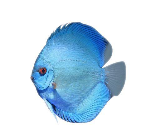 七彩幼鱼吃多了的症状及应对方法(如何判断七彩幼鱼吃多了?如何处理这种情况?)(图2) 七彩幼鱼吃多了的症状及应对方法(如何判断七彩幼鱼吃多了?如何处理这种情况?)(图2)