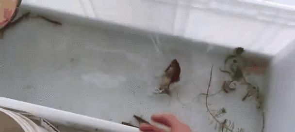 七彩幼鱼吃多了的症状及应对方法（如何判断七彩幼鱼吃多了？如何 - 新生家伴