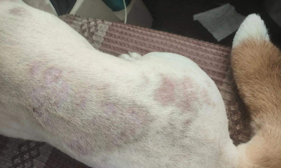 比熊狗的皮肤病(详解比熊狗皮肤病的类型、预防措施及护理要点)(图2) 比熊狗的皮肤病(详解比熊狗皮肤病的类型、预防措施及护理要点)(图2)