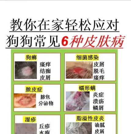 比熊狗的皮肤病(详解比熊狗皮肤病的类型、预防措施及护理要点)(图4) 比熊狗的皮肤病(详解比熊狗皮肤病的类型、预防措施及护理要点)(图4)