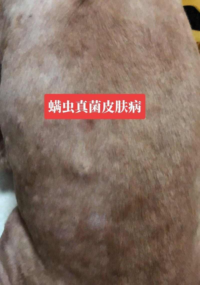 比熊狗的皮肤病（详解比熊狗皮肤病的类型、预防措施及护理要点） - 新生家伴