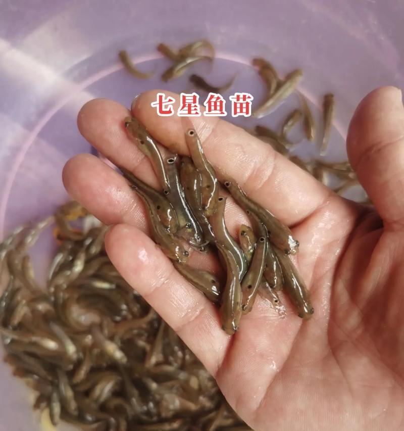 七彩幼鱼吃多了的症状及应对方法(如何判断七彩幼鱼吃多了?如何处理这种情况?)(图4) 七彩幼鱼吃多了的症状及应对方法(如何判断七彩幼鱼吃多了?如何处理这种情况?)(图4)