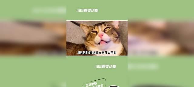 梦中救猫,唤醒善心(自省与悔改,拯救生命的一瞬间)(图2) 梦中救猫,唤醒善心(自省与悔改,拯救生命的一瞬间)(图2)