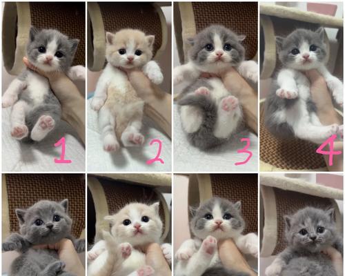 蓝猫与英短蓝猫(解读猫界蓝色系的两个代表品种)(图2) 蓝猫与英短蓝猫(解读猫界蓝色系的两个代表品种)(图2)