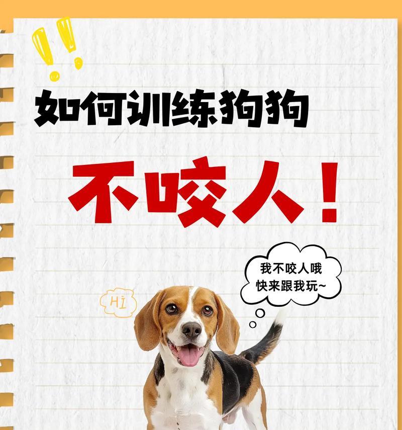 以都训练狗狗的必备项目（从基础指令到高级技能，打造乖巧听话的狗狗）(图3)