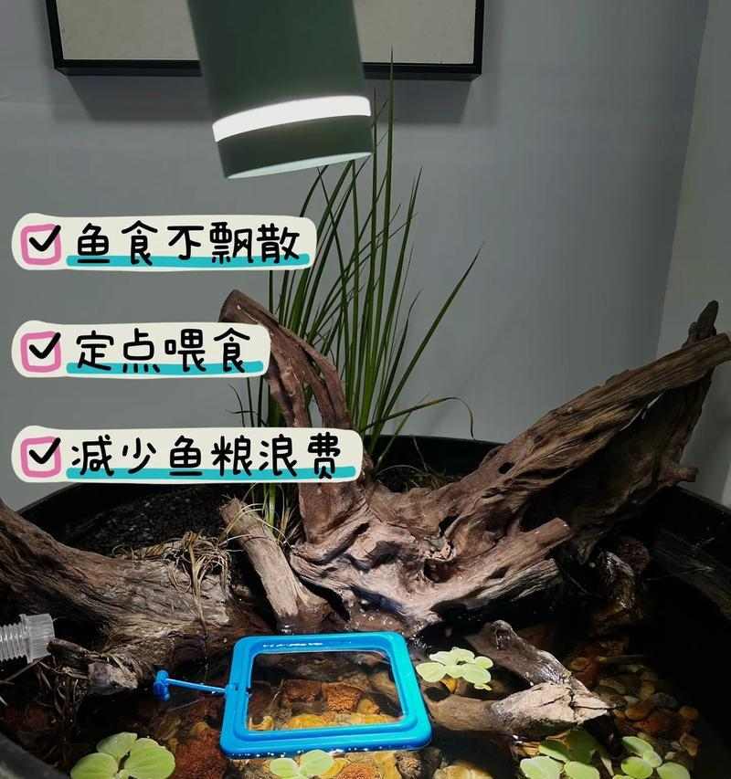 金鱼不喂食的原因及相关问题解析（为什么金鱼不吃食物？如何正确喂养金鱼？）(图3)