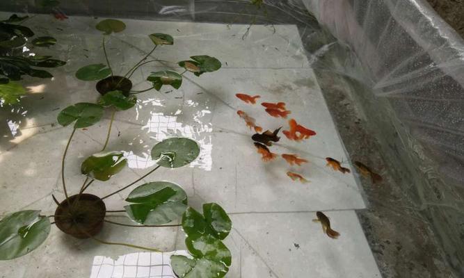 金鱼不喂食的原因及相关问题解析（为什么金鱼不吃食物？如何正确 - 新生家伴