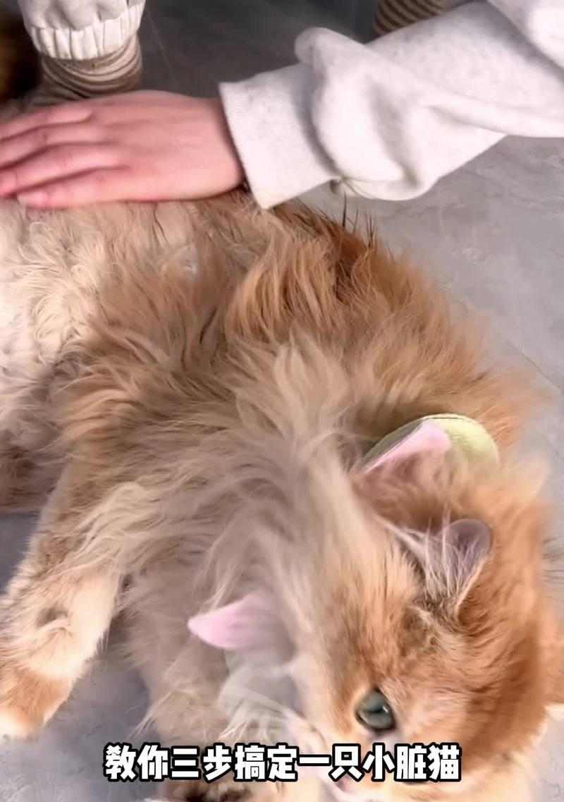 猫洗澡的正确方法与注意事项（选择适合猫洗澡的产品和技巧）(图2)