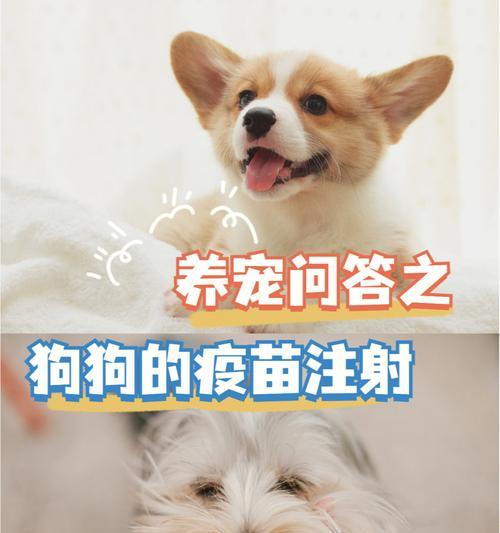 狗狗疫苗前的注意事项(保护宠物狗健康的关键)(图1) 狗狗疫苗前的注意事项(保护宠物狗健康的关键)(图1)