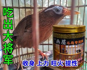 以画眉吃什么上性快？（探寻食物与性快感的关系，寻找最适合画眉的食材）(图2)